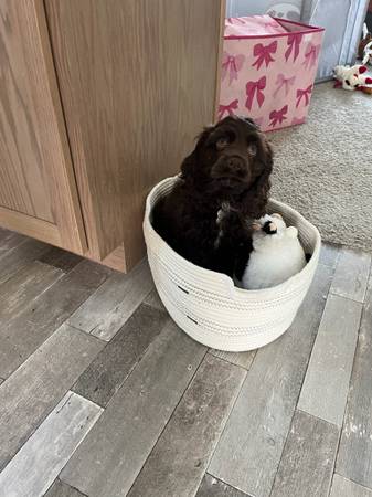 Male cocker pup (Benton City)