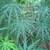 Yellow Oleander, Mango Trees, Cranberry Hibiscus, Papaya Trees 2 thumbnail