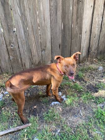 Rehoming- for adoption - female puppy pitbull mix awesome puppy! (oakland lake merritt / grand)63966325664259121