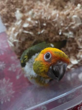 Sun Conures 1