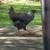 Laying chicken hens 4 thumbnail