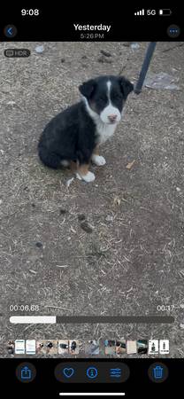 Border Collie Puppy’s 1