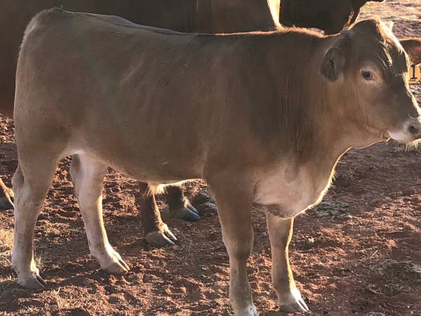 Beefmaster Feeder Steer 1
