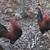 BB RED BANTAM ROOSTER 1 thumbnail
