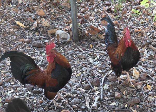 BB RED BANTAM ROOSTER 1