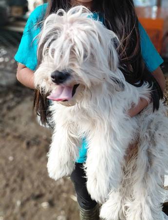 6 month old puppy (Tulalip)63869711909507120