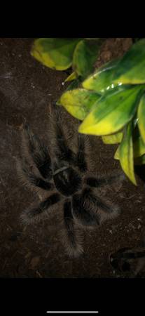 Curly hair tarantula (Tliltocatl albopilosus) 1