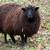 Jacob/Shetland ewe lambs for sale 3 thumbnail