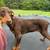 Dobermans 1 thumbnail