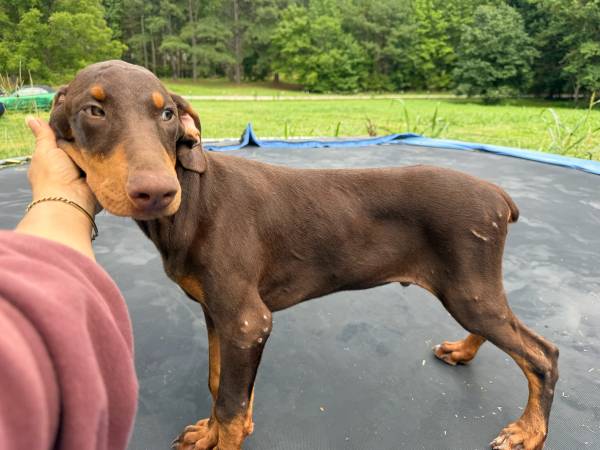 Dobermans 1