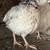 TEXAS A&M JUMBO QUAIL EGGS $2.00 PER DOZEN 4 thumbnail