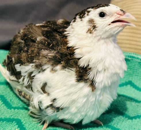 7 week old LAYING FEMALE COTURNIX QUAIL***BLUE EGG LAYERS*** 1