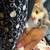 Beautiful kittens 9 thumbnail