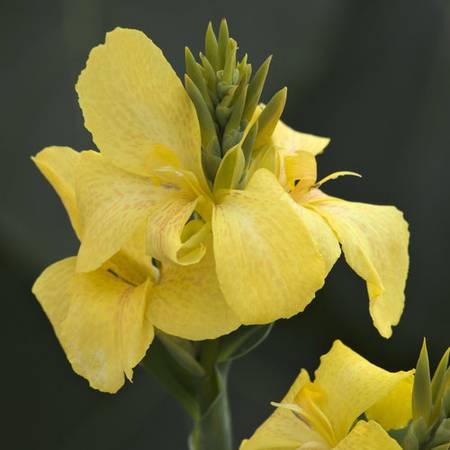 CANNA LILIES 1