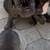French Bulldog Puppies Need Loving Home 3 thumbnail
