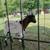 Billy goats 3 thumbnail