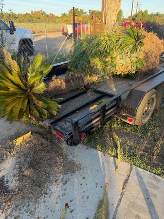 SAGO PALM TREE 1
