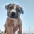 Puppies (German Shepard Mix) 13 thumbnail