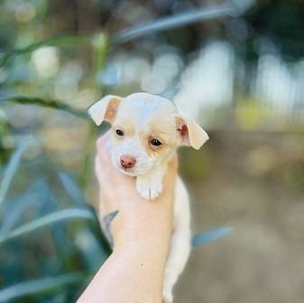 Puppies Chiweenies! (fremont / union city / newark)64287201600513122