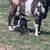 Boer goats 7 thumbnail