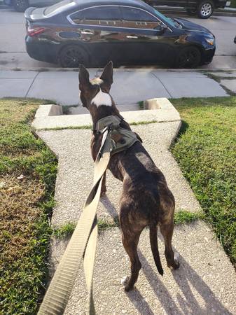 Bullet (Baltimore)64289906795139121