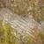 Maple Tree Trunk - Unique Rivletts or Bumps - For Milling 6 thumbnail