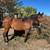 6 yr old Mustang Gelding For Sale 3 thumbnail