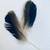 Peacock Feathers 5 thumbnail