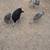 Turkeys 1 thumbnail