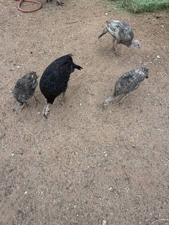 Turkeys 1