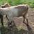 2 billy goats 5 thumbnail