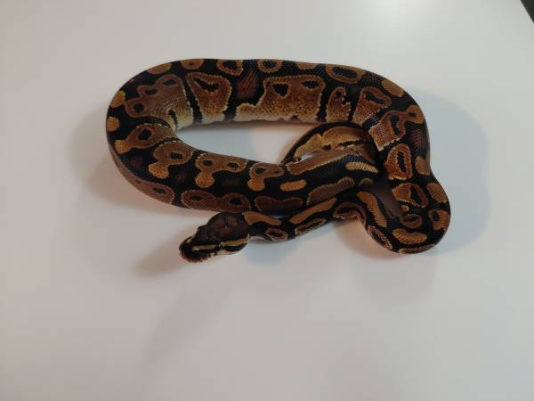 Ball Python 1