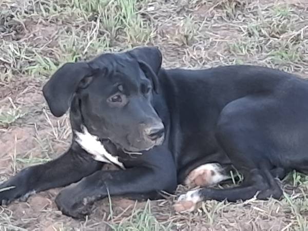 Cachorros de 11 semanas gratis para un buen hogar (Chandler)63681505800835124