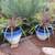 **Special Price! Healthy Pygmy palm, King palm, Staghorn Fern 14 thumbnail