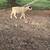 Ram lambs 4 thumbnail