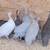 4 Guinea Keets 1 thumbnail