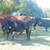 Beefmaster - Beefmaster Bull 1 thumbnail