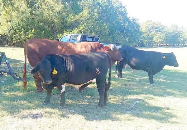 Beefmaster - Beefmaster Bull 1
