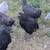 Pullets 2 thumbnail