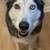 Arvada Adoptions 8 thumbnail