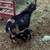 Nigerian dwarf doe 4 thumbnail