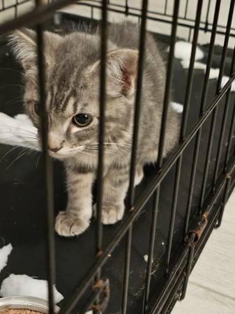 Fixed Female Kitten 1