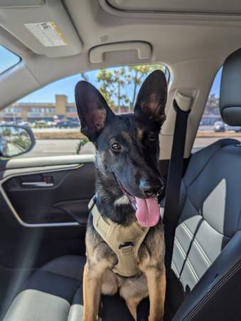 Belgian Mal German Shepard 1