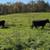 2 Black Angus low line bred heifers to calf  end of April or May 1 thumbnail