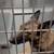German Shepherd Mix Dog 5 thumbnail