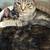 Calico and American Shorthair/Tabby mix 8 thumbnail
