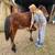 Gypsy Vanner/Chincoteague 8 thumbnail