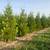 Arborvitae - pick up in Manhattan 1 thumbnail