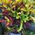 CROTONS -varieties color shape and sizes 7 thumbnail