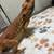 bearded dragon 1 thumbnail